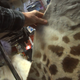Image for article titled Wow, Americans Are Selling a Lot of Dead Giraffes